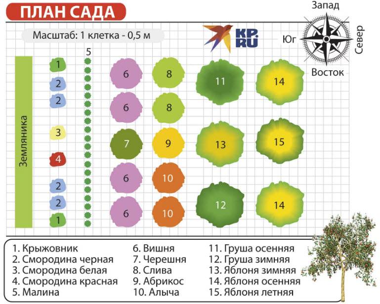 Установка теплицы по сторонам света на дачном частке