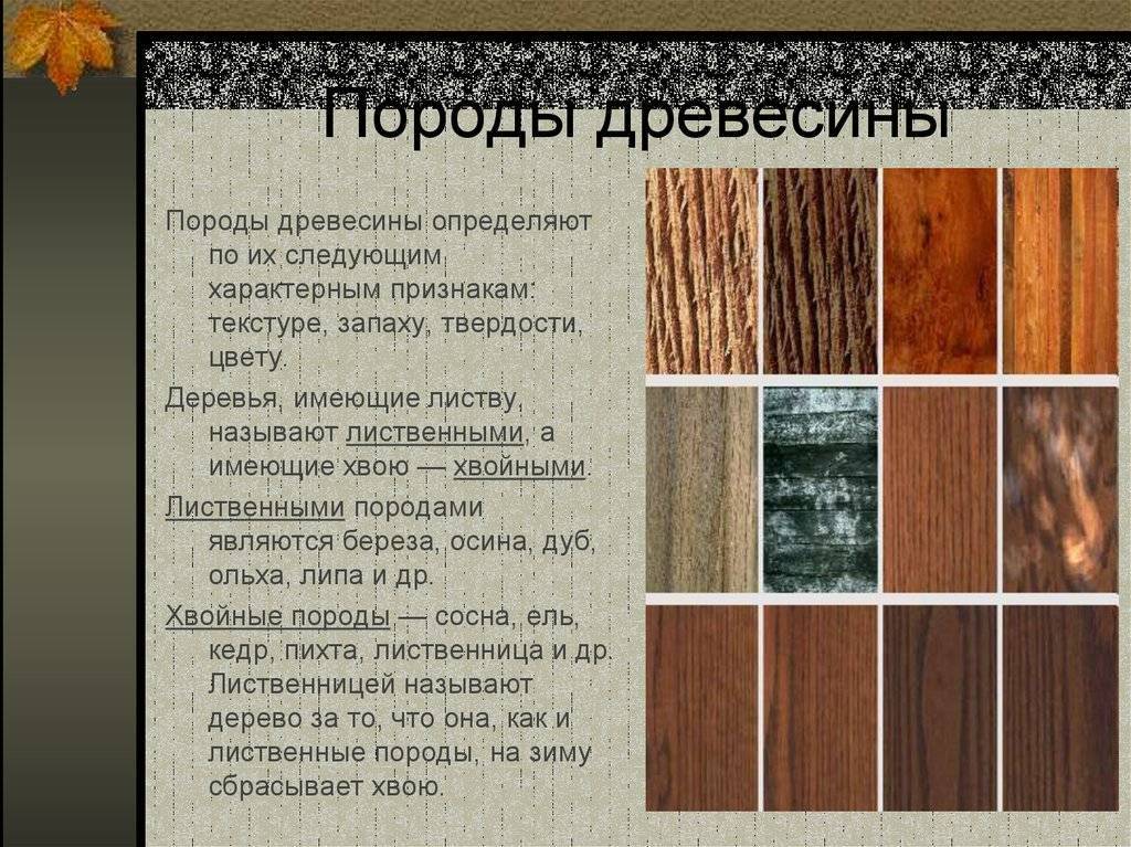 Лиственные породы древесины презентация