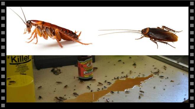 Как сделать так, чтобы тараканы навсегда покинули? ваш дом или квартиру +видео и фото