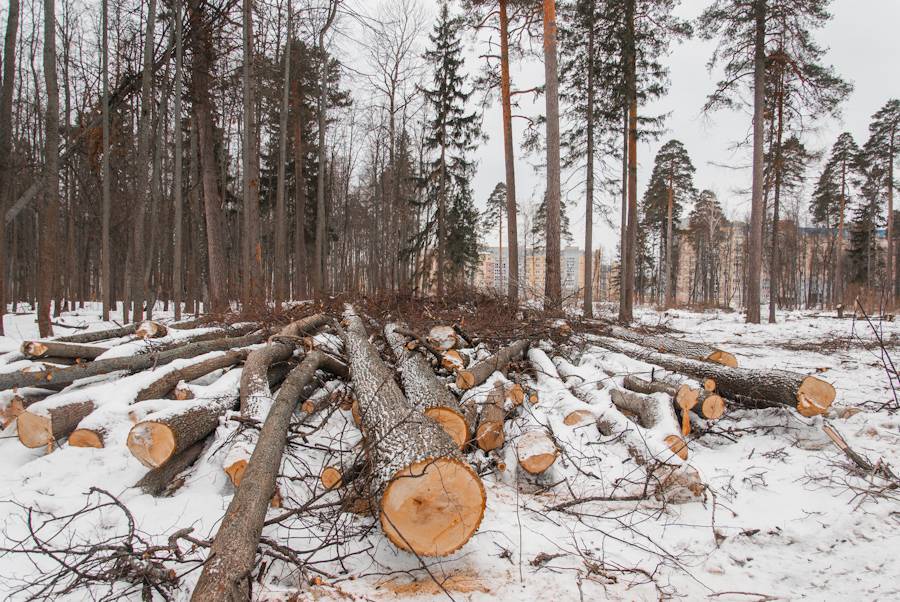 Незаконная вырубка леса картинки