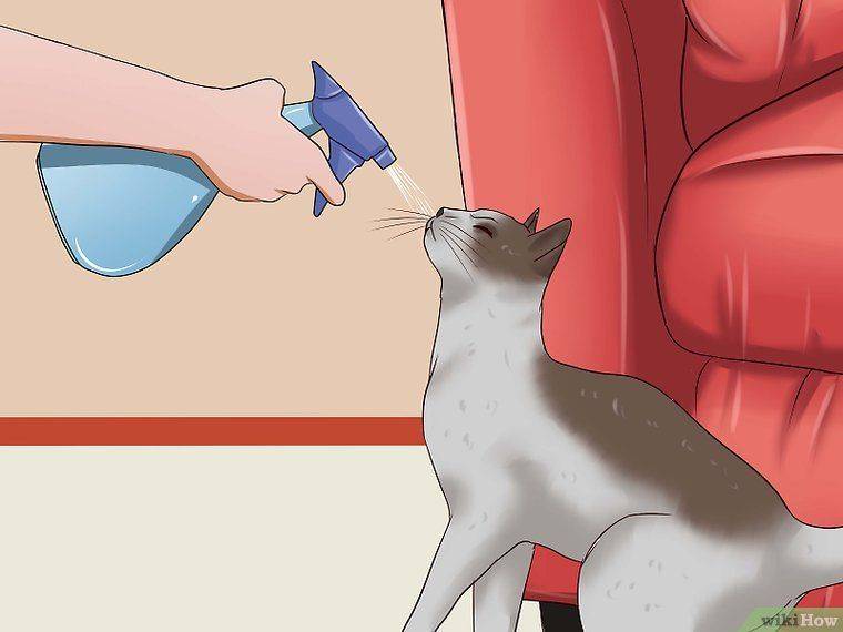 Как отучить кота драть обои