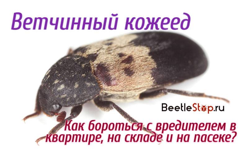Завелись жучки в крупе: как избавиться от них на кухне и в шкафу навсегда, чем опасны и чем обработать полки – рецепты с фото