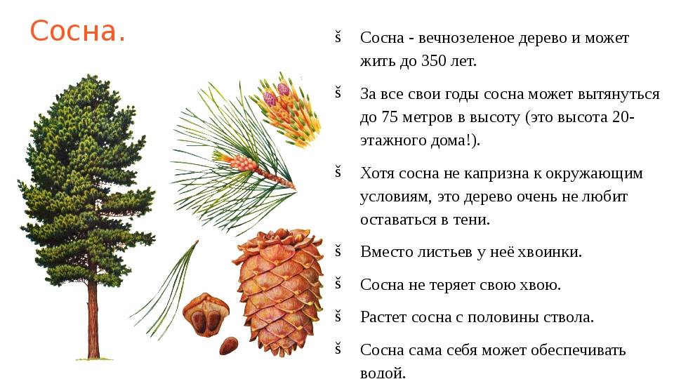 Интересные факты про сосну и свойства древесины