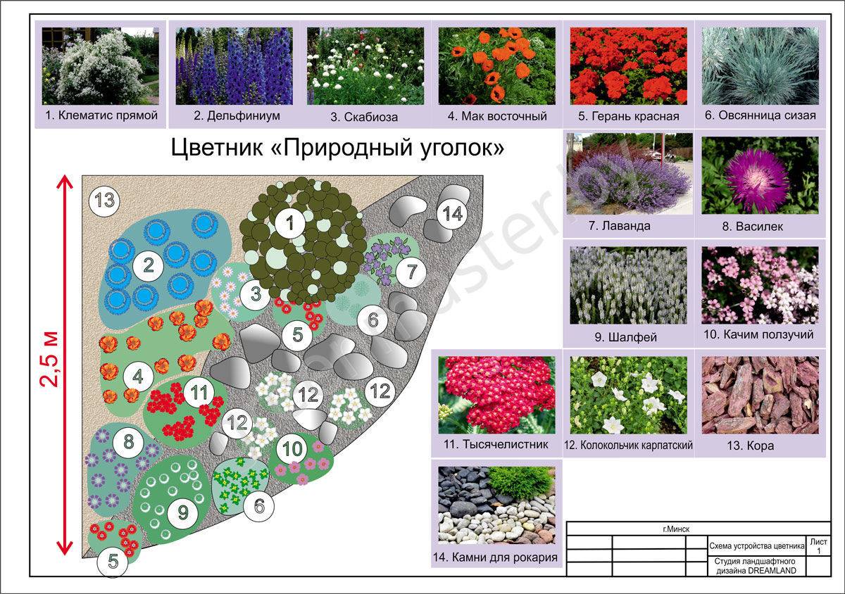 Вечно цветущий сад план посадки