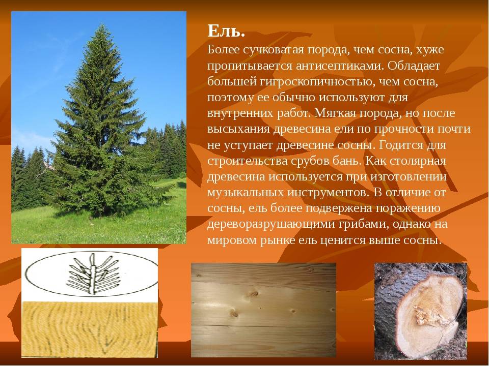 Применение древесины: как подобрать породу дерева под разные задачи — викистрой